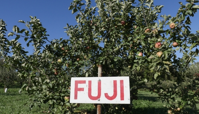 Fuji Apple Tree Sign at Orchard
