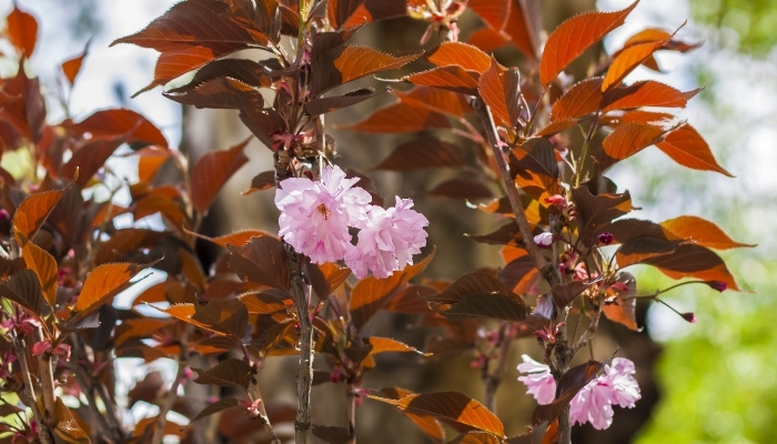 Prunus Royal Burgundy Tree Flowering
