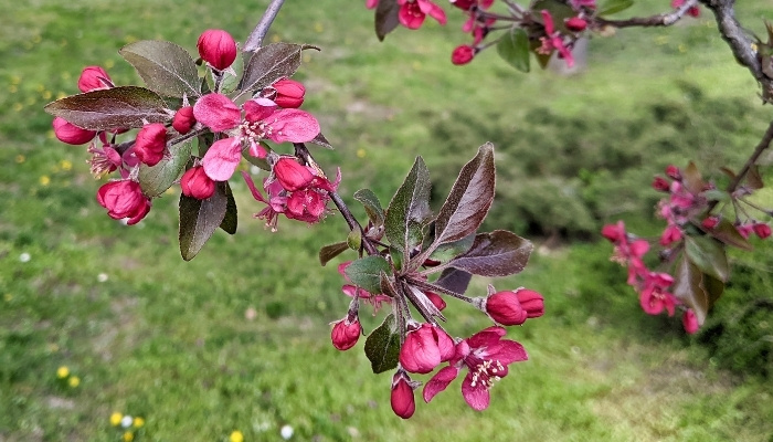 Royal Burgundy Cherry Tree In Full Bloom