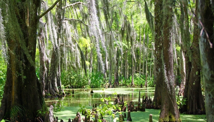 Trees in Louisiana Swamp