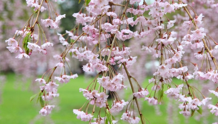 Close Up of Weeping Cherry Tree Flowers