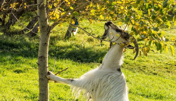 Goat Eating Leaves from Tree