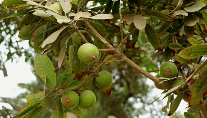 Lucuma Fruit Ripening on Tree