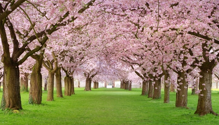 Two rows of cherry trees in full bloom with green grass.