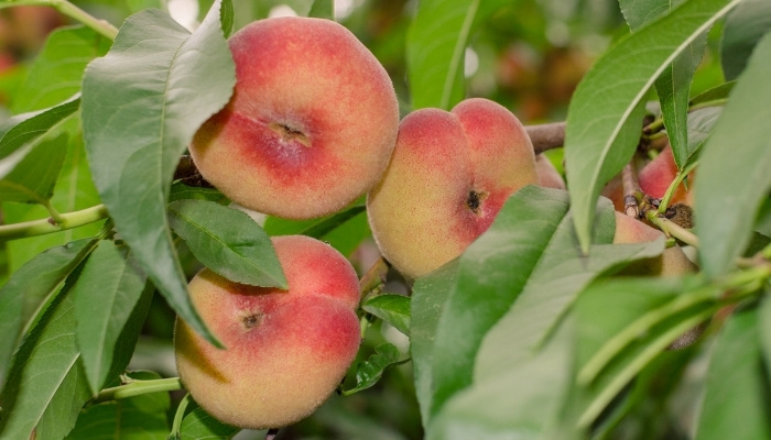 A close look at three donut peaches growing in a tree.