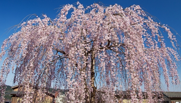 A lovely weeping cherry tree in full bloom against a bright blue sky.