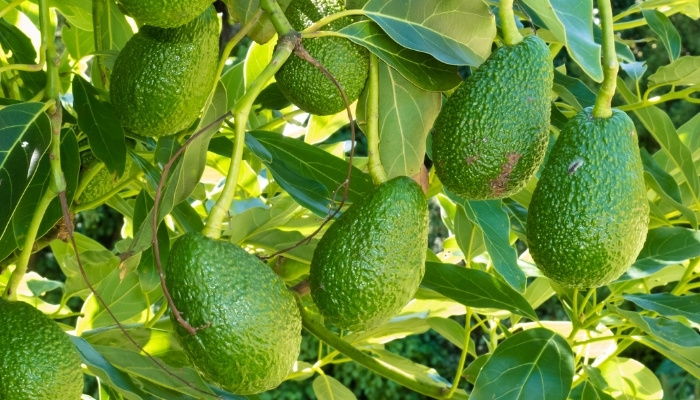 Avocados hanging on the tree ready to be picked.