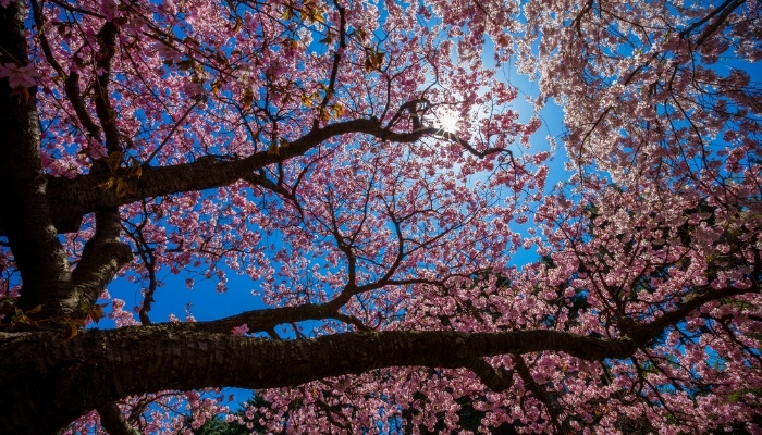 A cherry blossom tree in full bloom as seen from below.