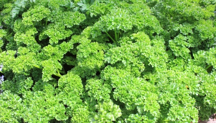 A full-screen shot of curled-leaf parsley.