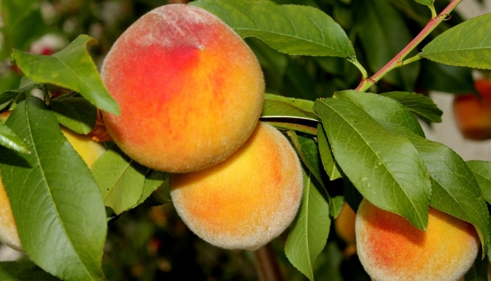 Beautiful Elberta peaches on tree waiting to be picked.