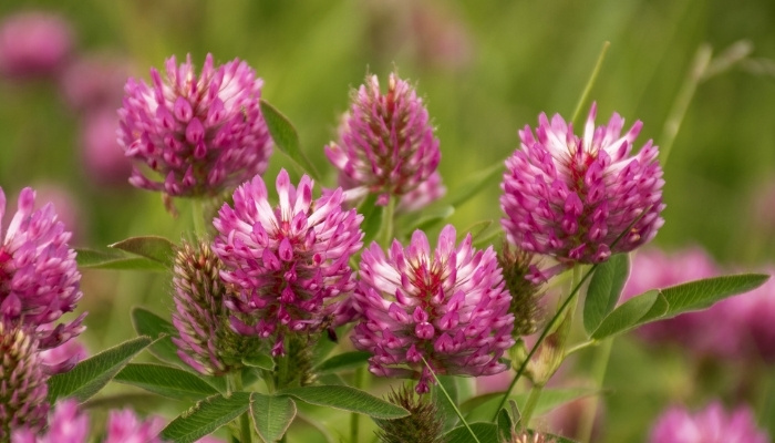 Purple flowers of the red clover plant.