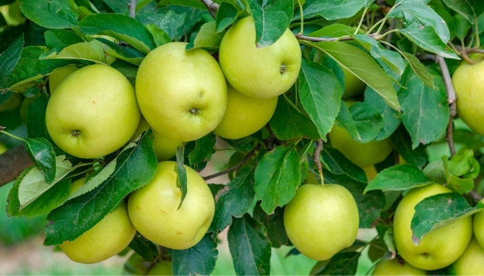 Close-up look at apples on a Dorsett Golden apple tree.