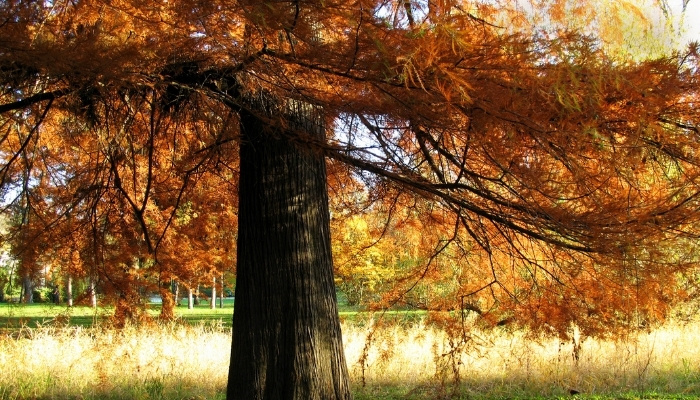 A large bald cypress tree with orange autumn foliage.