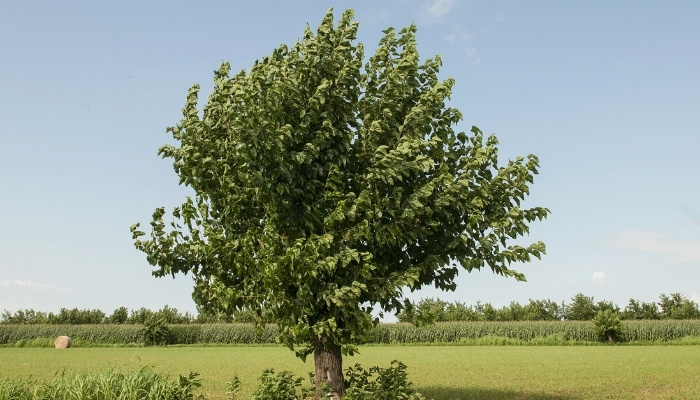 A large, mature mulberry tree in a field.