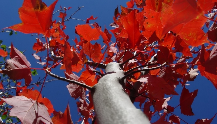 A towering red maple tree as seen from below.