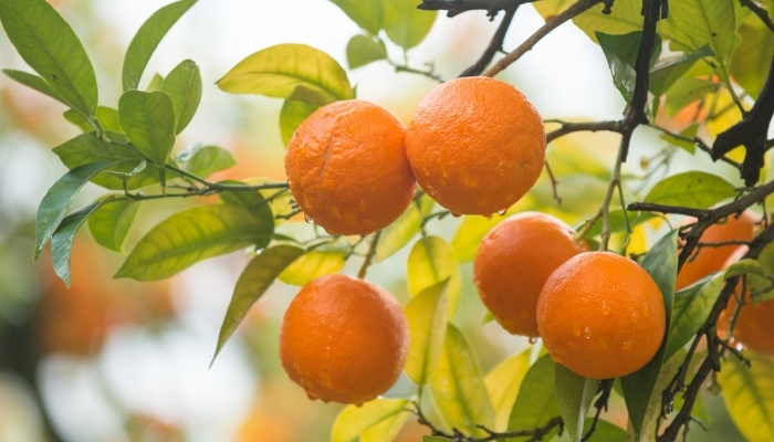 Mandarin oranges growing on a mature tree.