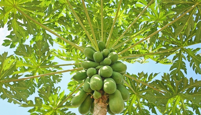 Looking up into a mature papaya tree with large fruits.