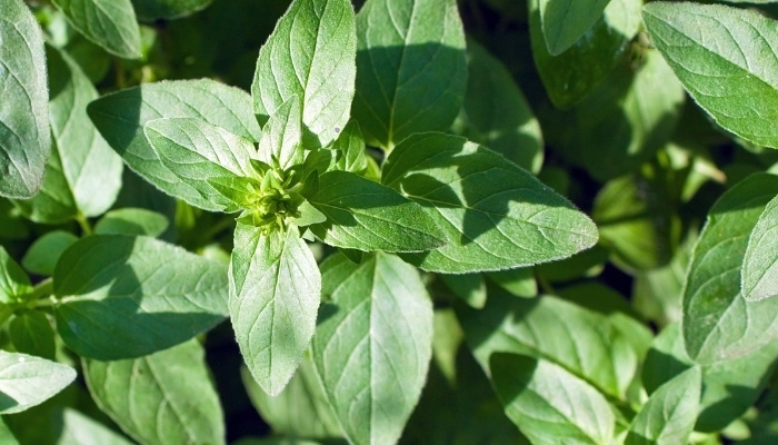 A healthy peppermint plant viewed from above.