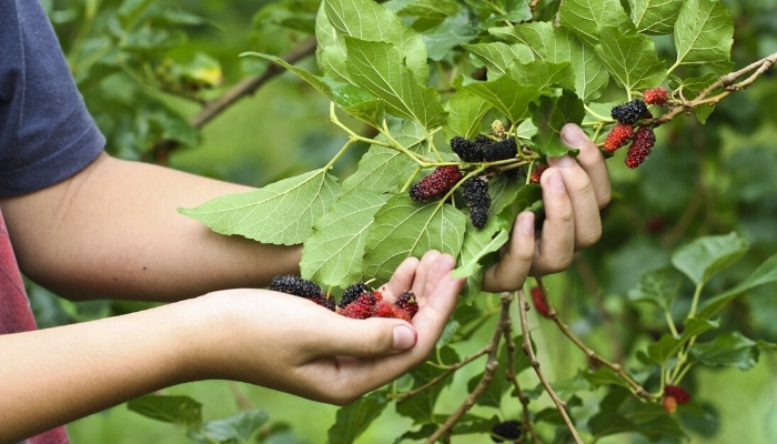 A person picking fresh mulberries by hand.