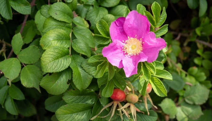 An up-close look at a pink Rosa rugosa flower.