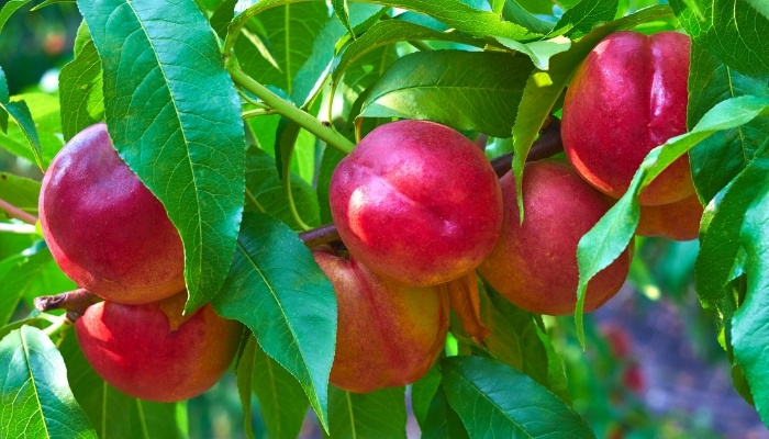 Ripe nectarines on a tree waiting for harvest.