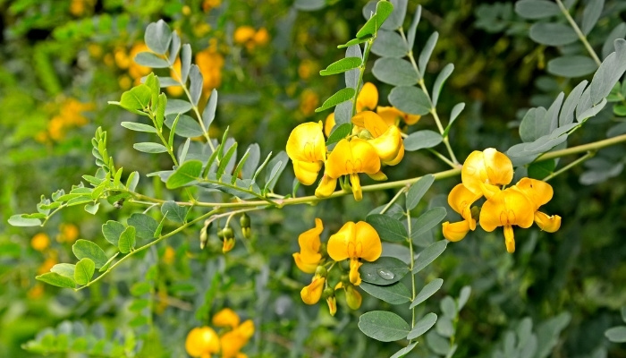 The yellow blooms on a Siberian pea shrub.