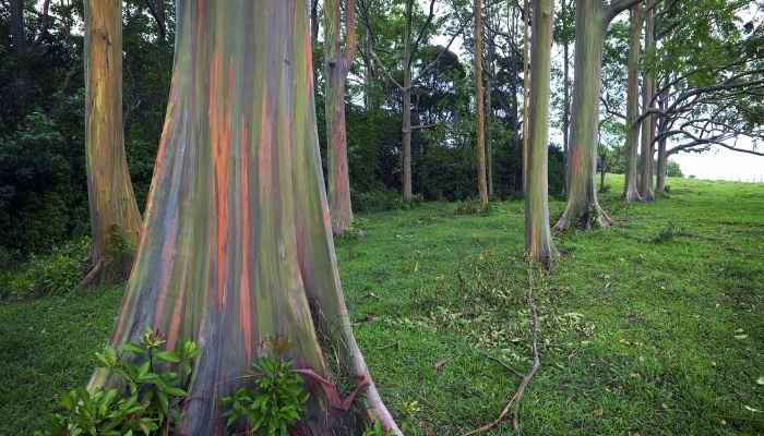 The colorful trunk of a rainbow eucalyptus tree with several others in the background.