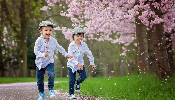 Two cute little boys running along a lane beside cherry trees in full bloom.