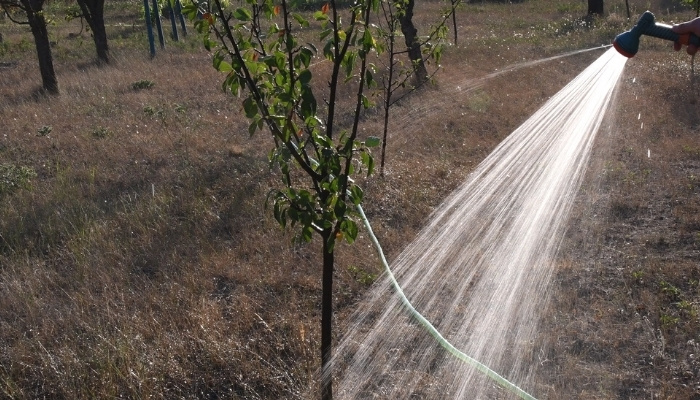 A young cherry tree being given water from a hose.