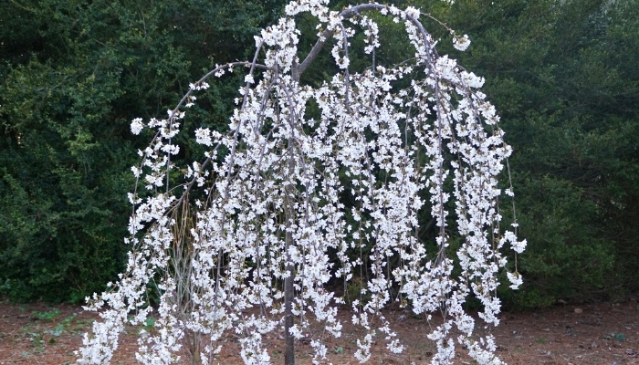 A young white weeping cherry tree in full bloom.