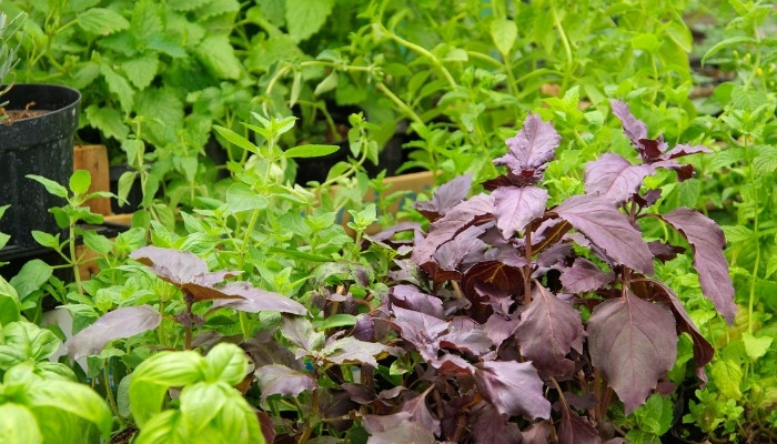 Green and Purple Basil Growing Outdoors