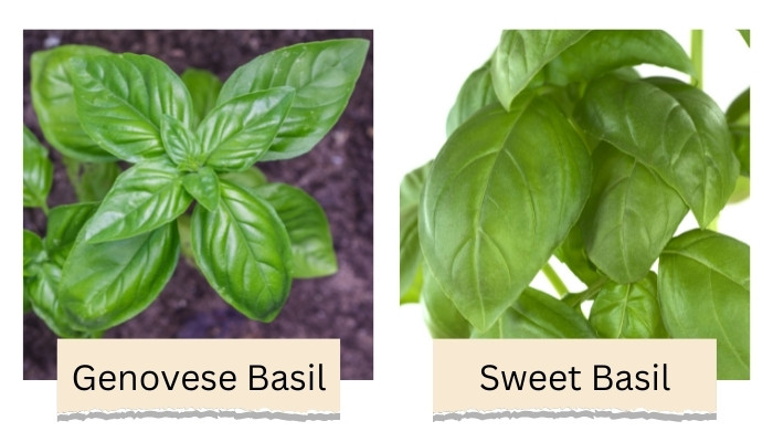 Sweet vs Genovese Basil