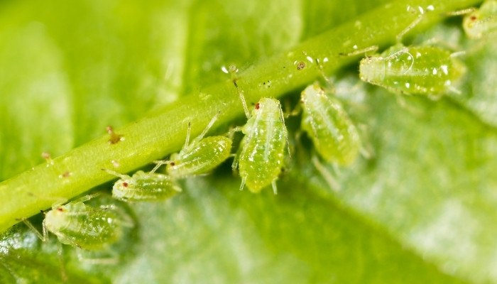 Aphids on Basil Plant