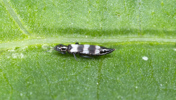 Closeup of Thrips on Leaf