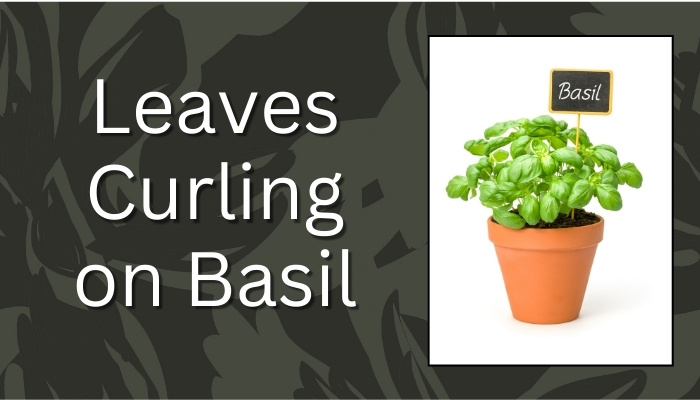 Leaves Curling on Basil