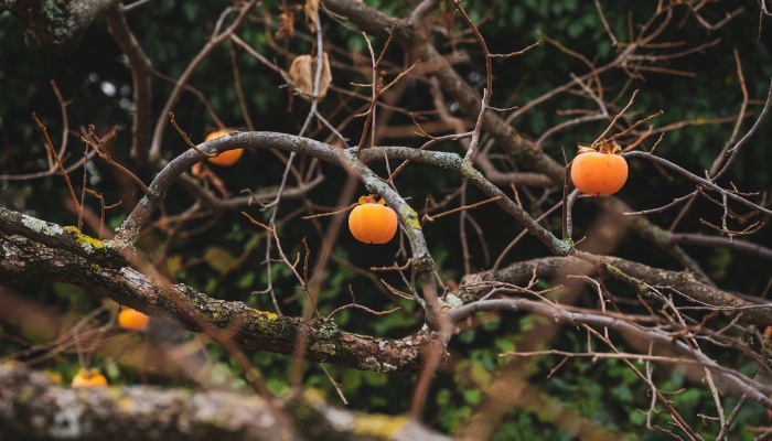 A branch of a persimmon tree with no leaves and just a few fruits.