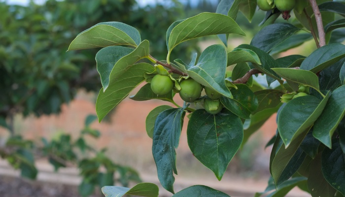 A tender branch of a persimmon tree with unripe fruit.