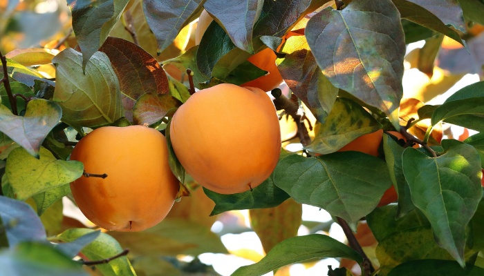 A close-up look at couple of ripe persimmons growing on a tree.