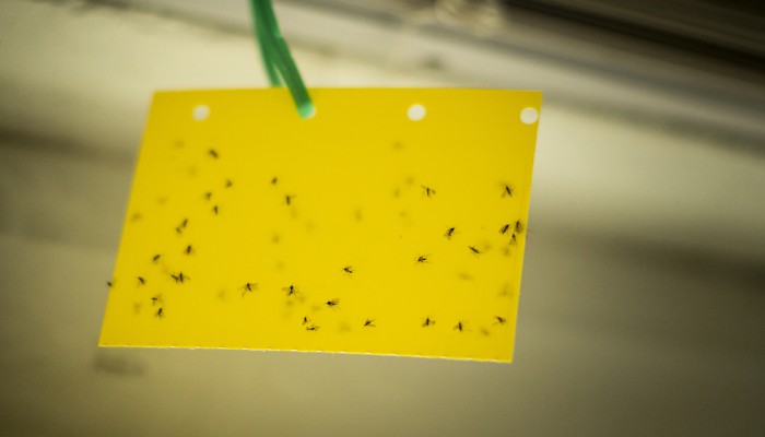 Gnats on Yellow Sticky Trap