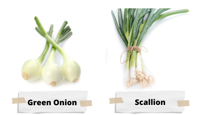 Green Onions and Scallions Compared