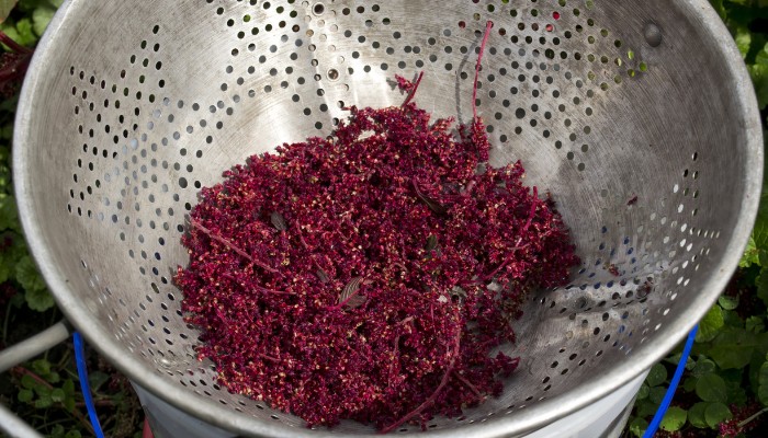 Amaranth Seeds in a Bowl