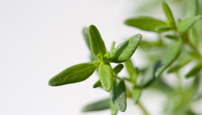 Thyme Leaves Up Close