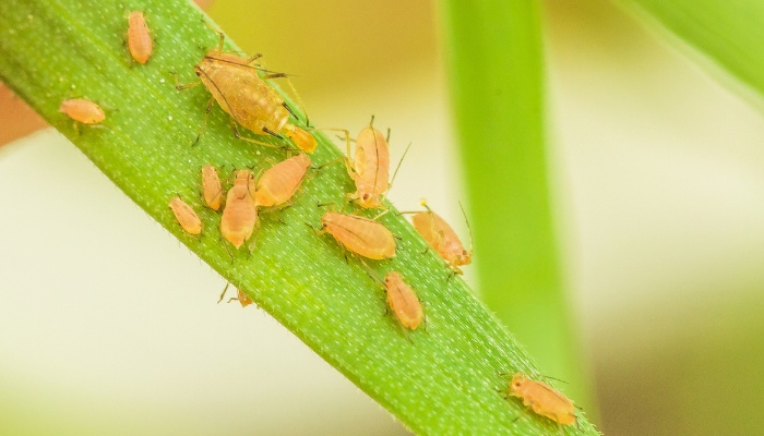 An up-close look at aphids on a plant stem.