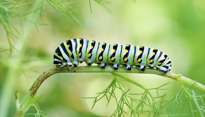 A black swallowtail butterfly caterpillar feeding on a stem of dill.