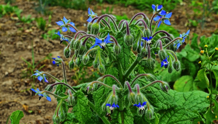 A mature borage plant in full bloom.