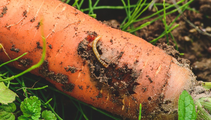 Larvae of carrot root fly on a freshly harvested carrot.