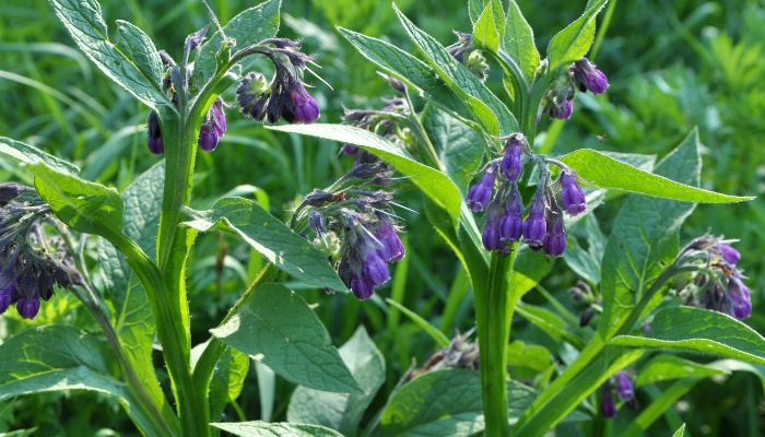 Several comfrey plants with pretty purple flowers.