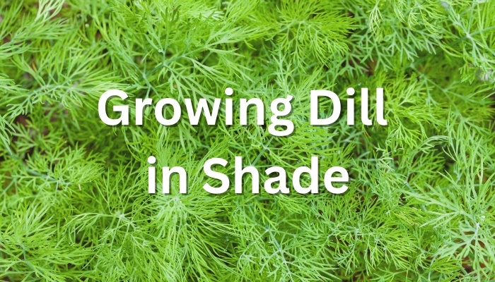 Growing Dill in Shade