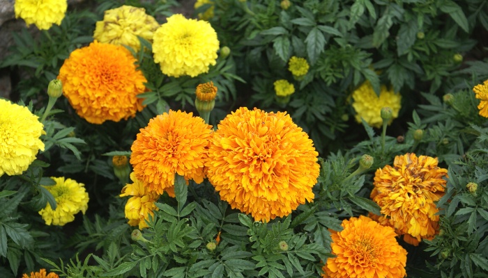 Yellow and orange marigolds blooming in a garden.