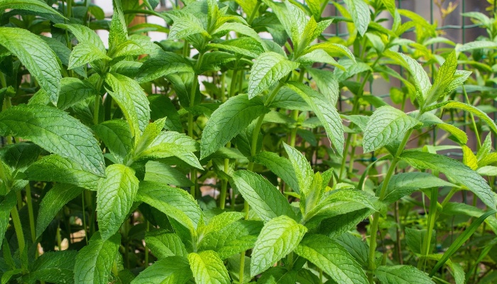 Full-screen image of a mint patch growing profusely in summer.